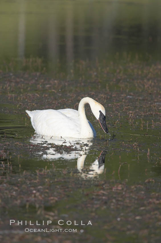 Trumpeter swan on Floating Island Lake. Yellowstone National Park, Wyoming, USA, Cygnus buccinator, natural history stock photograph, photo id 13071