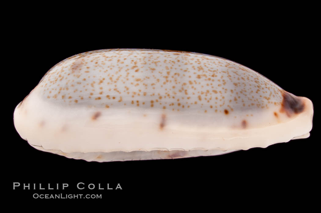 Cylindrical Cowrie., Cypraea cylindrica, natural history stock photograph, photo id 08403