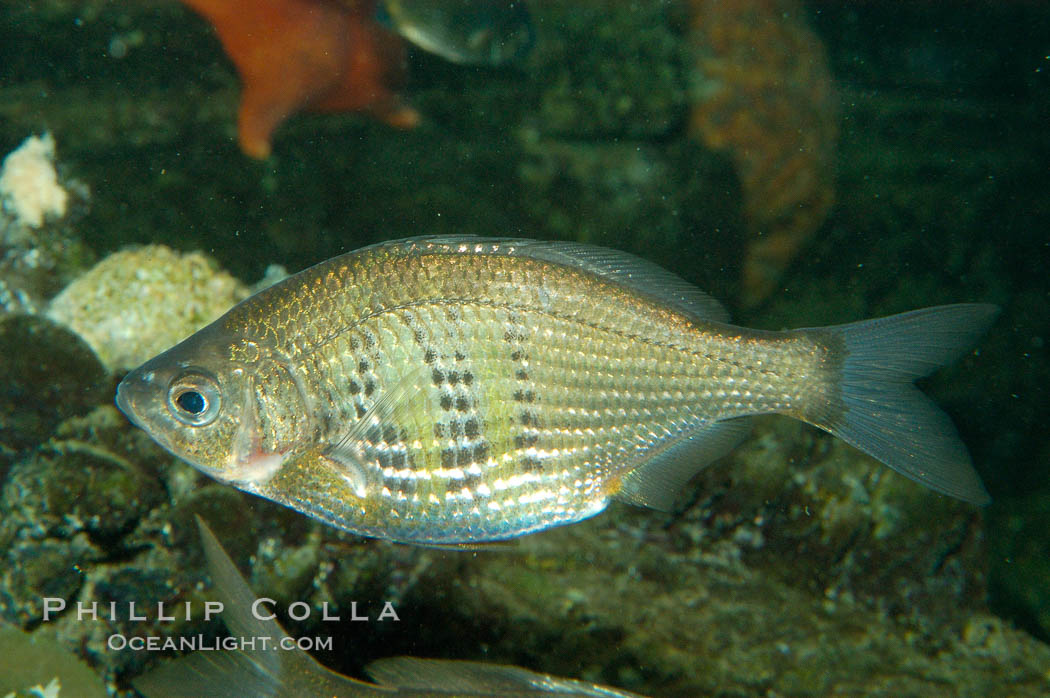 Shiner perch., Cymatogaster aggregata, natural history stock photograph, photo id 08919