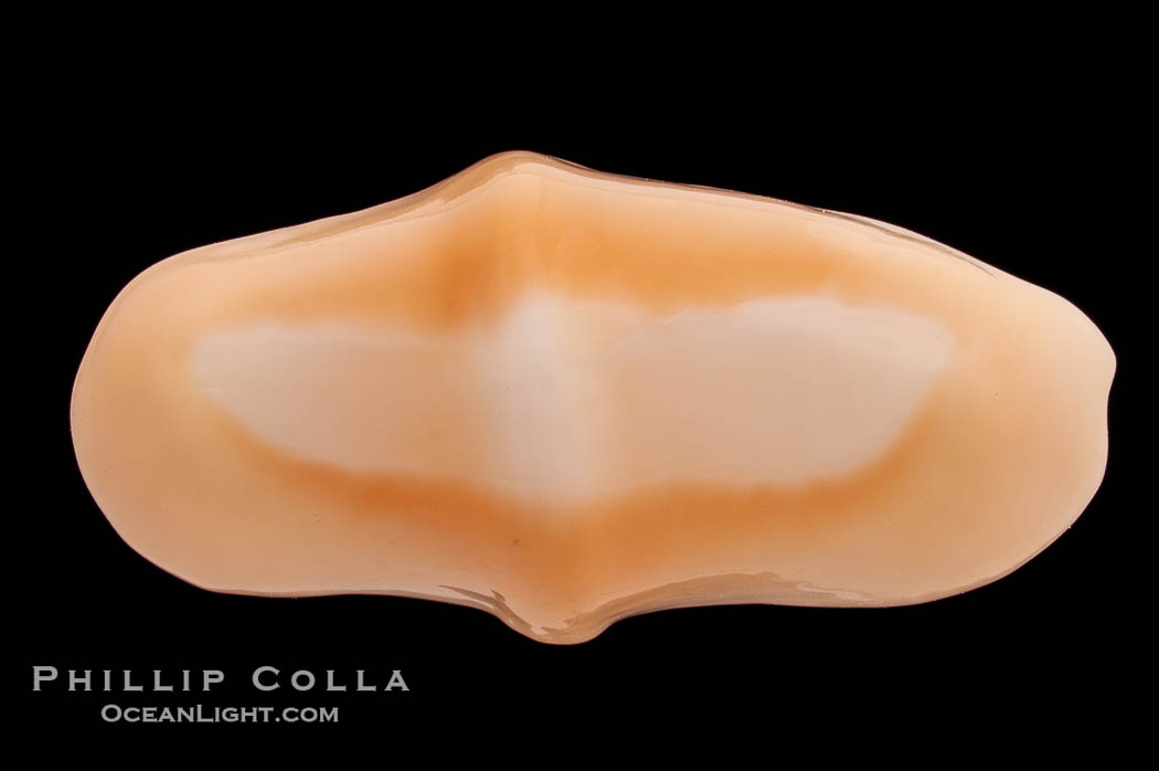 Flamingo tongue cowrie., Cyphoma gibbosum, natural history stock photograph, photo id 08629