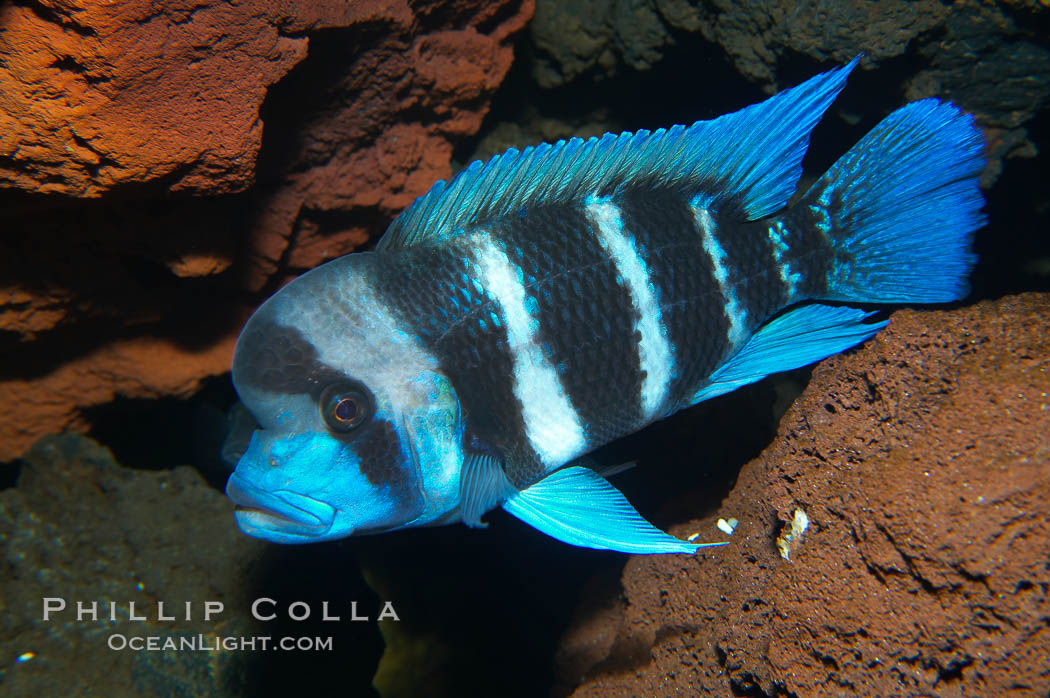 Bumphead cichlid, found only in Lake Tanganyika, Africa., Cyphotilapia frontosa, natural history stock photograph, photo id 14689