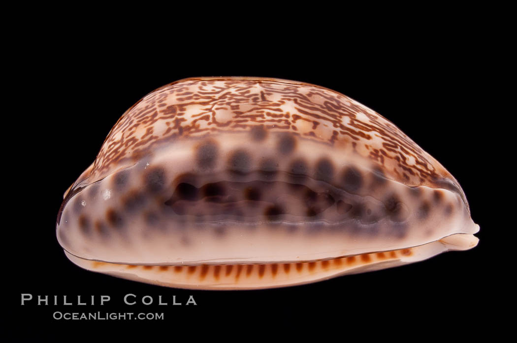 Arabian Cowrie., Cypraea arabica, natural history stock photograph, photo id 08444