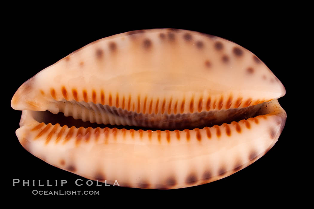 Arabian Cowrie., Cypraea arabica grayana, natural history stock photograph, photo id 08110