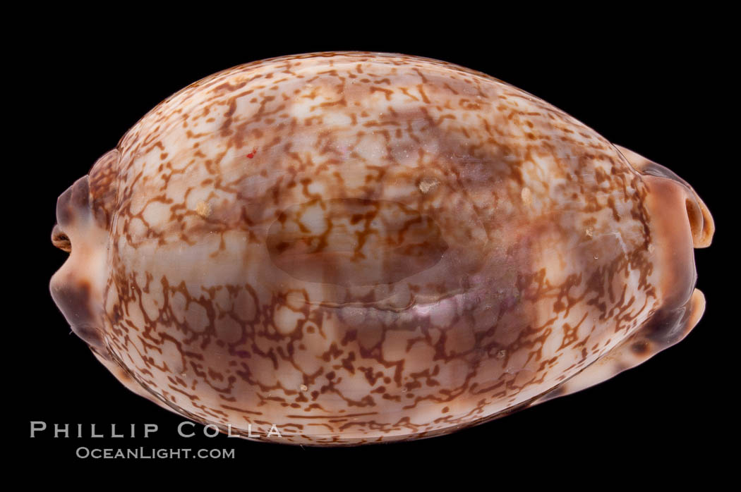 Arabian Cowrie., Cypraea arabica grayana, natural history stock photograph, photo id 08438