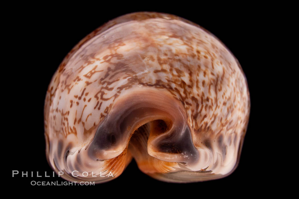 Arabian Cowrie., Cypraea arabica grayana, natural history stock photograph, photo id 08441