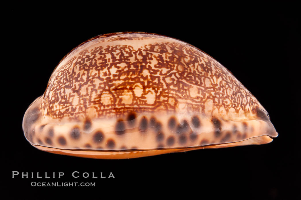 Arabian Cowrie., Cypraea arabica immanis, natural history stock photograph, photo id 08526