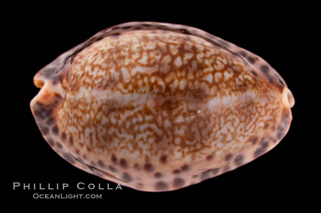 Little Arabian Cowrie., Cypraea arabicula, natural history stock photograph, photo id 08369