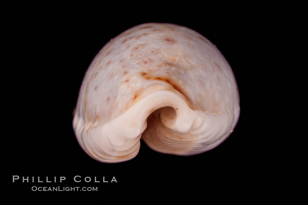 Cypraea boivinii amoena., Cypraea boivinii amoena, natural history stock photograph, photo id 08080