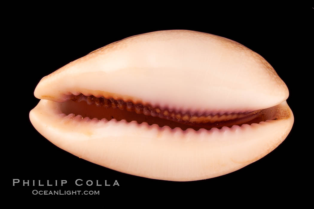 Carnelian Cowrie., Cypraea carneola crassa, natural history stock photograph, photo id 08002