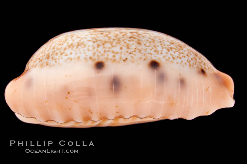 Caurica Cowrie., Cypraea caurica, natural history stock photograph, photo id 08395