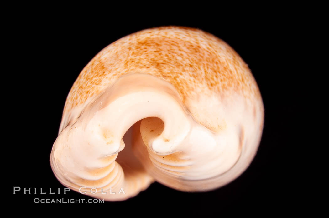 Caurica Cowrie., Cypraea caurica longior, natural history stock photograph, photo id 08144