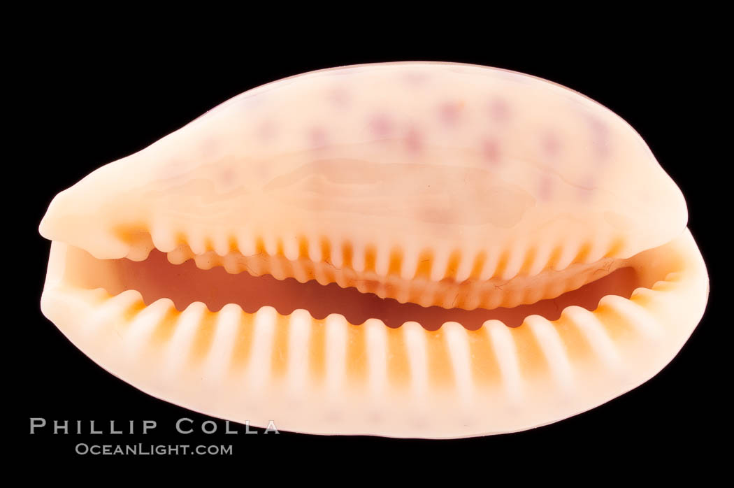 Chinese Cowrie., Cypraea chinensis, natural history stock photograph, photo id 08550