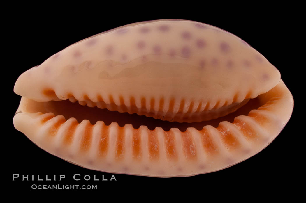 Chinese Cowrie., Cypraea chinensis, natural history stock photograph, photo id 08220