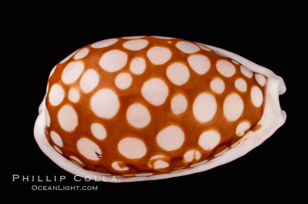 Sieve Cowrie., Cypraea cribraria, natural history stock photograph, photo id 07988