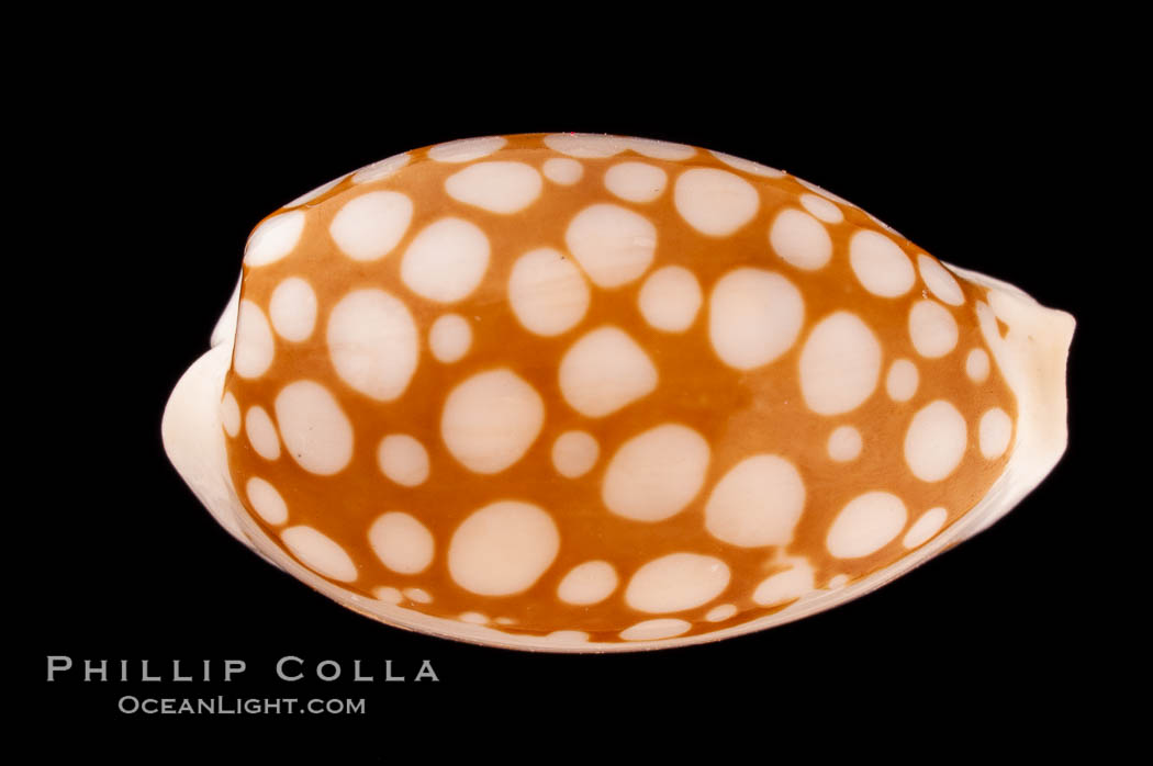 Sieve Cowrie., Cypraea cribraria, natural history stock photograph, photo id 08196