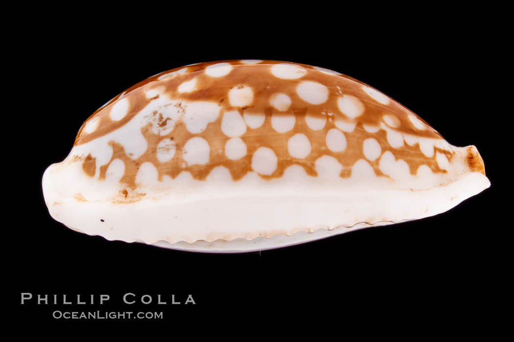 Sieve Cowrie., Cypraea cribraria, natural history stock photograph, photo id 08355