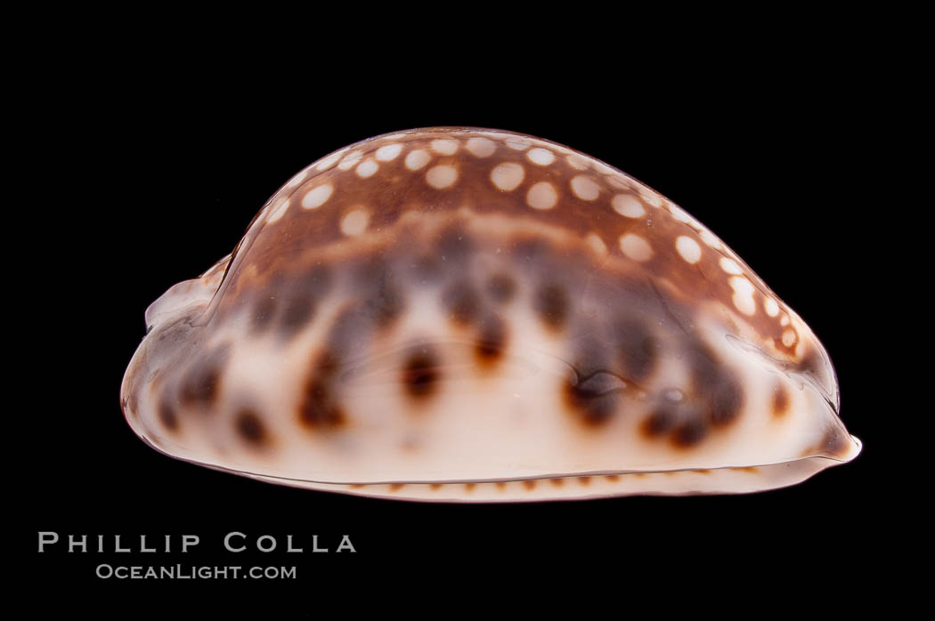 Depressed Cowrie., Cypraea depressa, natural history stock photograph, photo id 08563