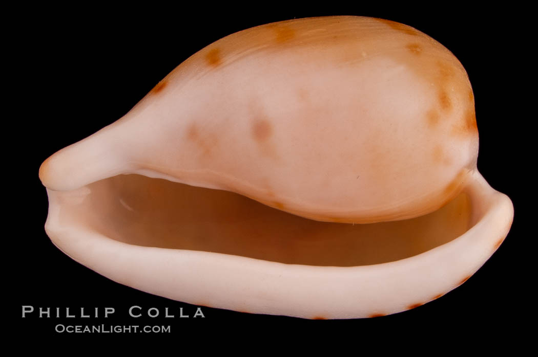 Toothless Cape Cowrie., Cypraea edentula, natural history stock photograph, photo id 08097