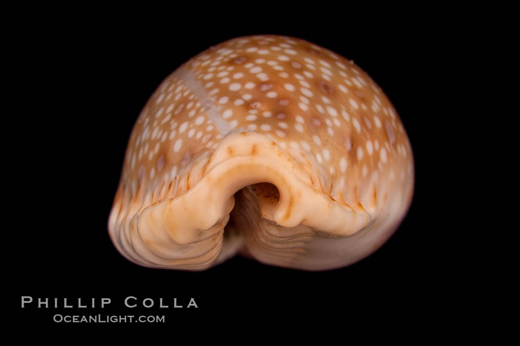 Gnawed Cowrie., Cypraea erosa chlorizans, natural history stock photograph, photo id 08084