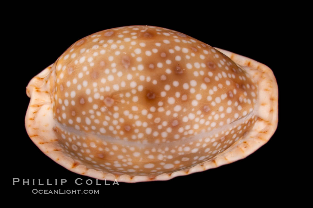 Gnawed Cowrie., Cypraea erosa chlorizans, natural history stock photograph, photo id 08081