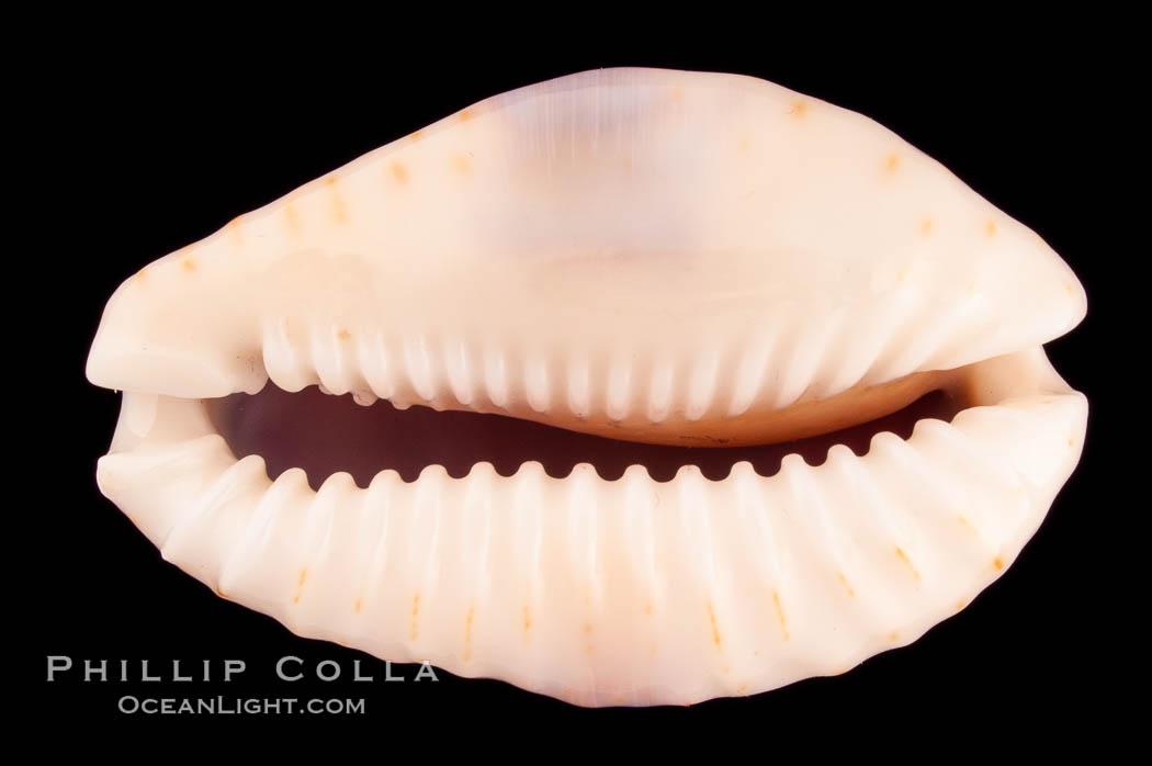 Gnawed Cowrie., Cypraea erosa, natural history stock photograph, photo id 08156