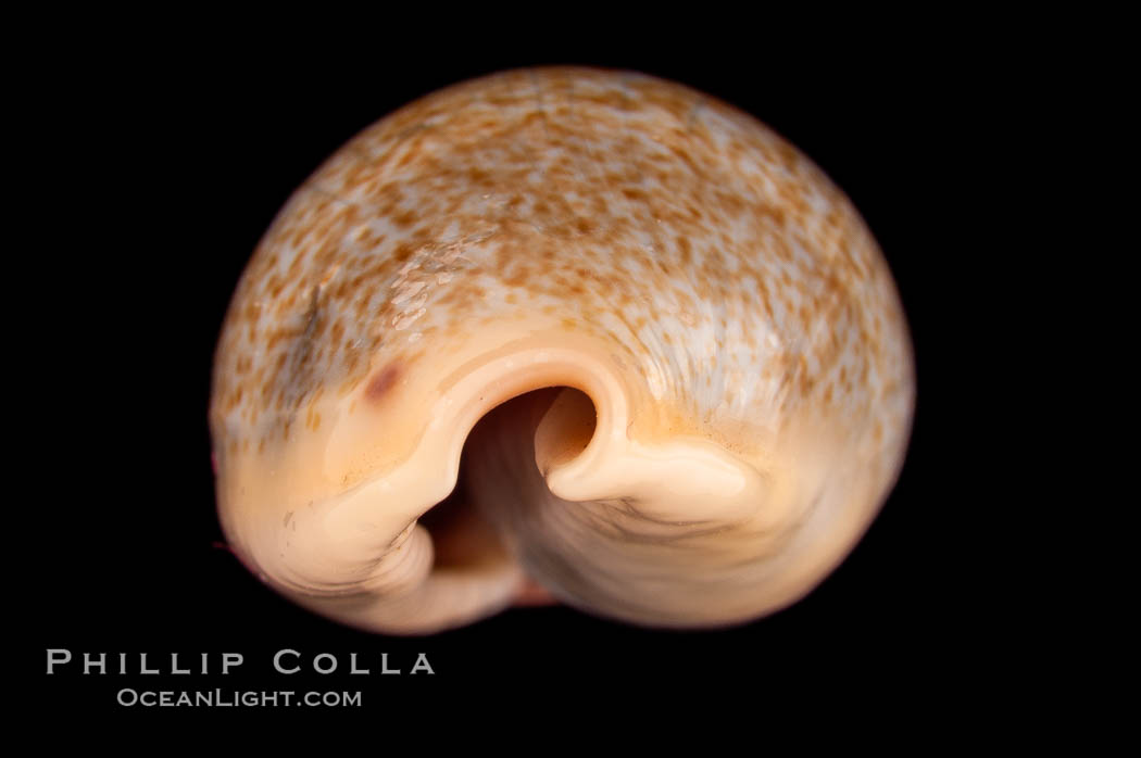 Mistaken Cowrie., Cypraea errones, natural history stock photograph, photo id 08162