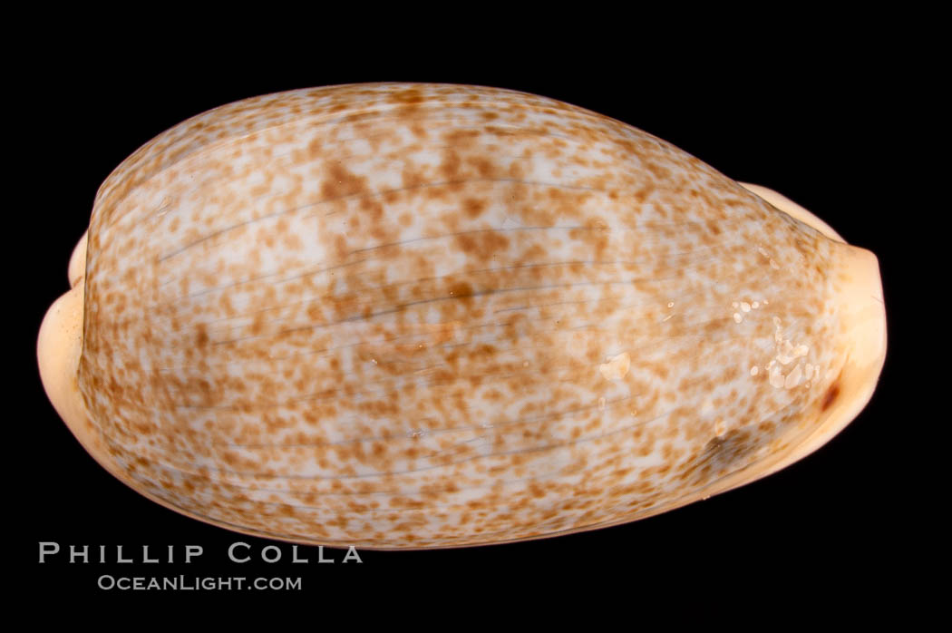 Mistaken Cowrie., Cypraea errones, natural history stock photograph, photo id 08159
