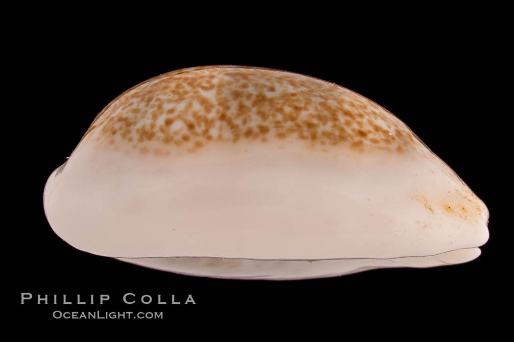 Mistaken Cowrie., Cypraea errones, natural history stock photograph, photo id 08291