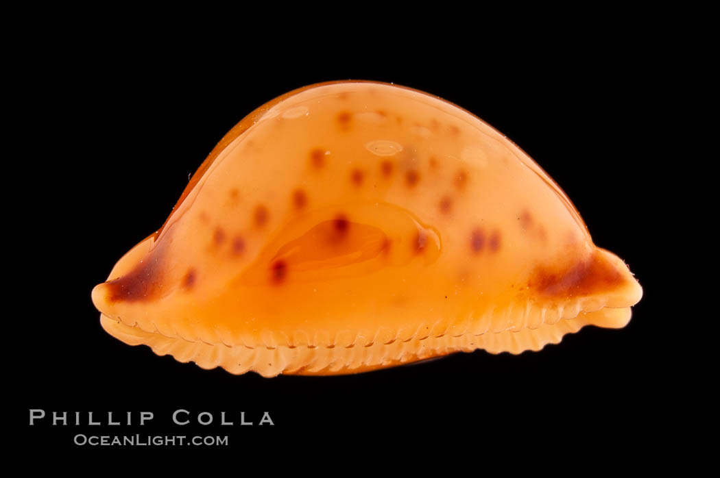 Globular Cowrie., Cypraea globulus, natural history stock photograph, photo id 08757