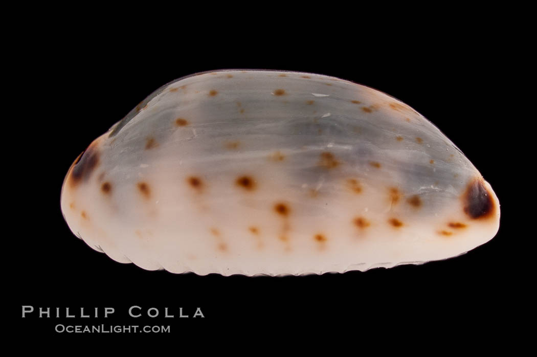 Graceful Cowrie., Cypraea gracilis, natural history stock photograph, photo id 08280