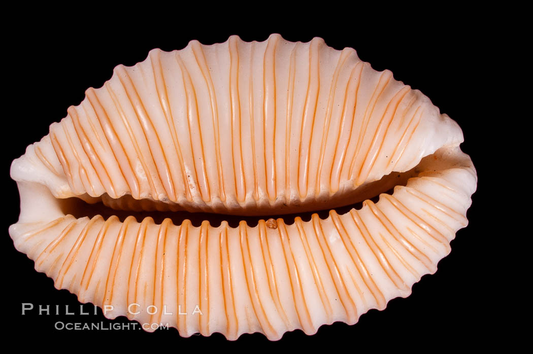 Granulated Cowrie., Cypraea granulata, natural history stock photograph, photo id 07982