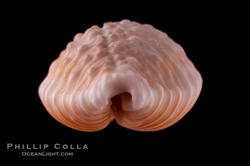 Granulated Cowrie., Cypraea granulata, natural history stock photograph, photo id 08591