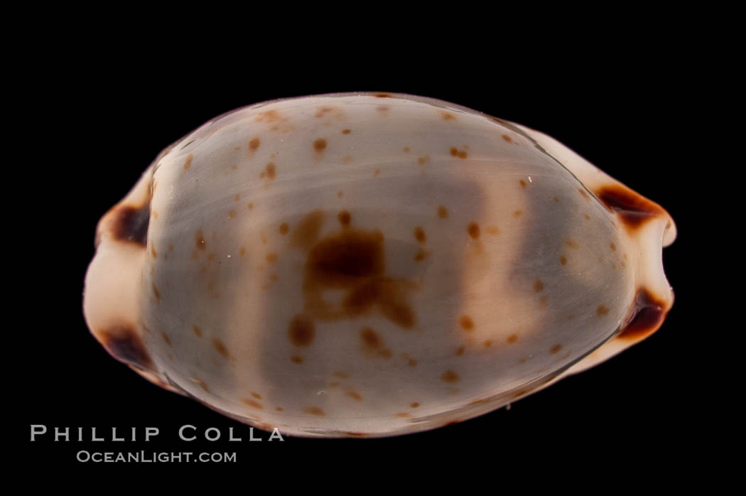 Swallow Cowrie., Cypraea hirundo, natural history stock photograph, photo id 08223