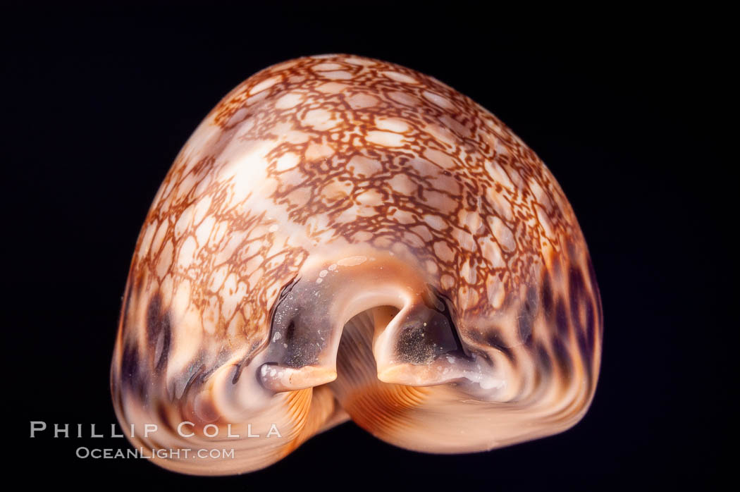 Minstrel Cowrie., Cypraea histrio, natural history stock photograph, photo id 08020