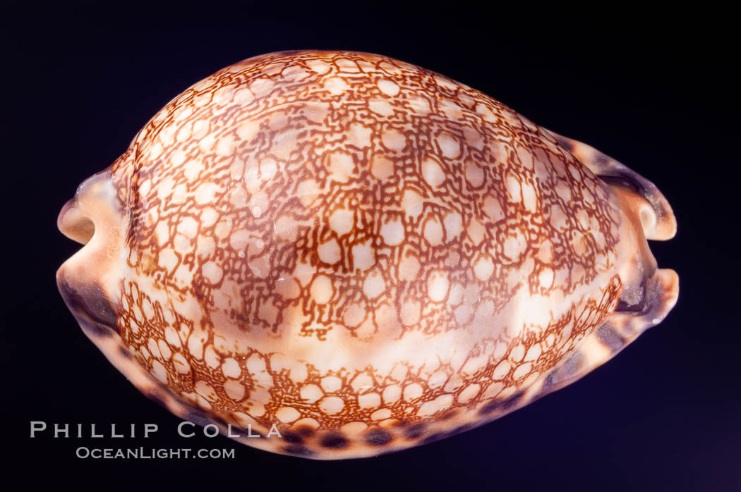 Minstrel Cowrie., Cypraea histrio, natural history stock photograph, photo id 08017