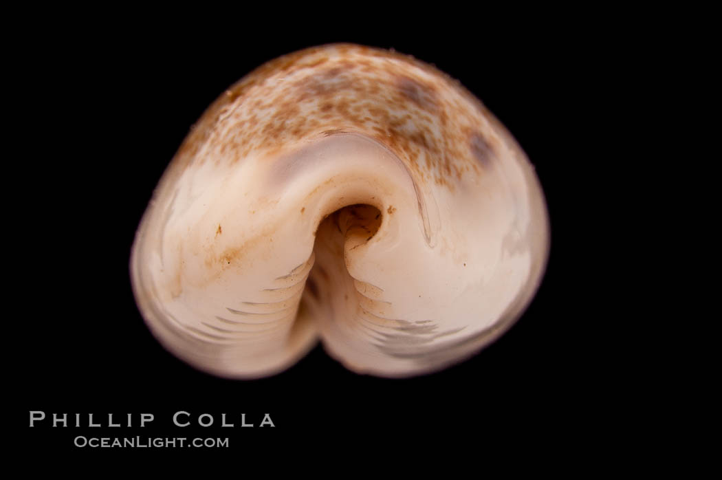 Interrupted Cowrie., Cypraea interrupta, natural history stock photograph, photo id 08415