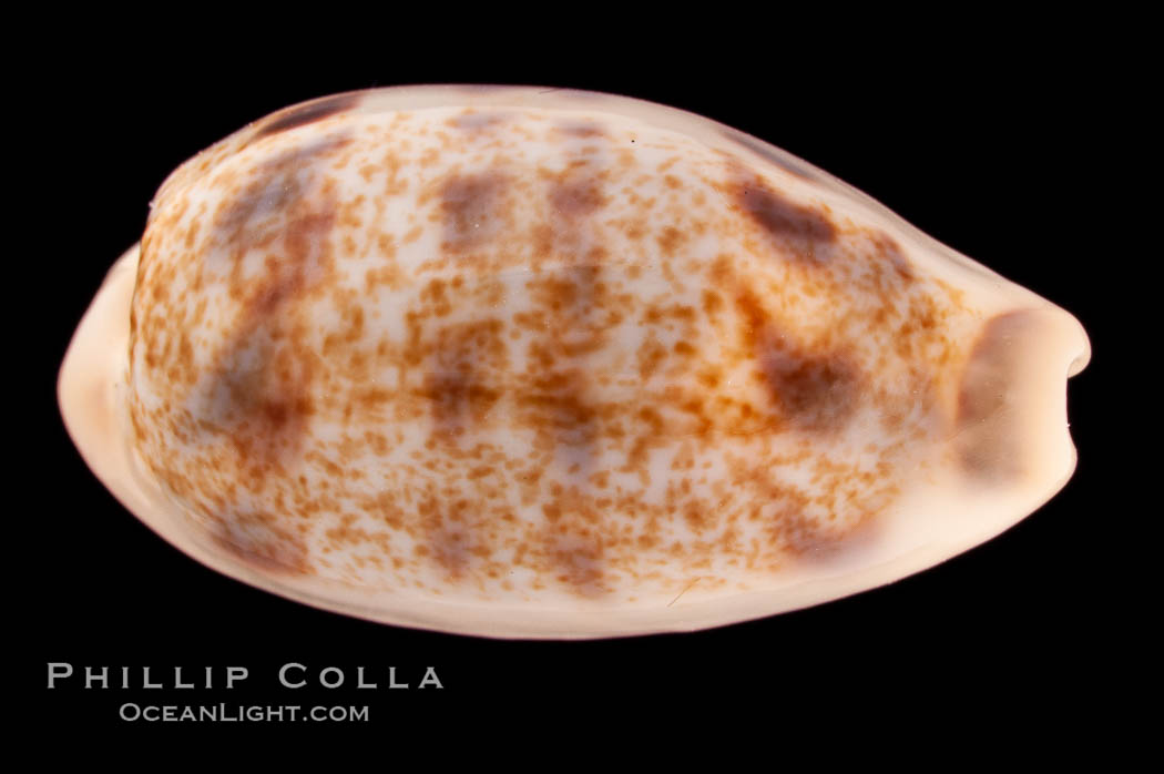 Interrupted Cowrie., Cypraea interrupta, natural history stock photograph, photo id 08189