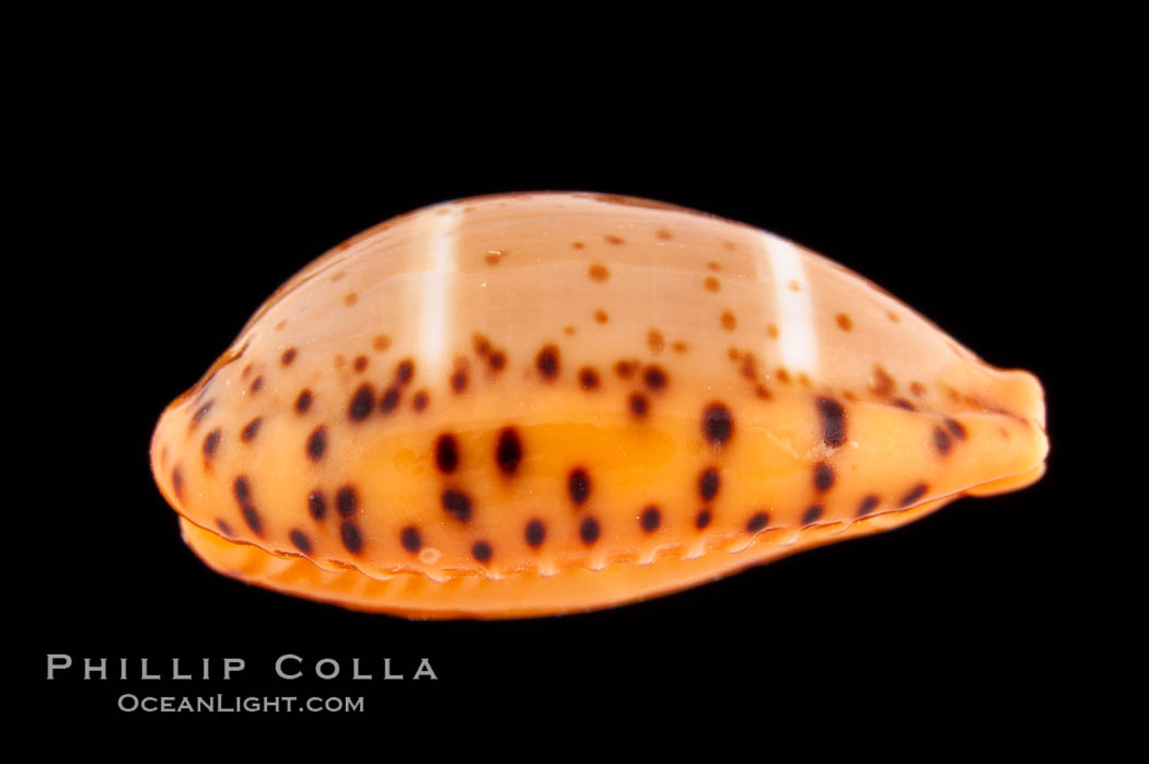 Yellow Cowrie., Cypraea lutea, natural history stock photograph, photo id 08751