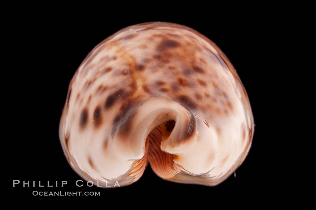 Lynx Cowrie., Cypraea lynx, natural history stock photograph, photo id 08514