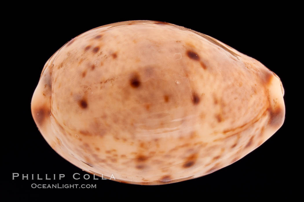 Lynx Cowrie., Cypraea lynx, natural history stock photograph, photo id 08517