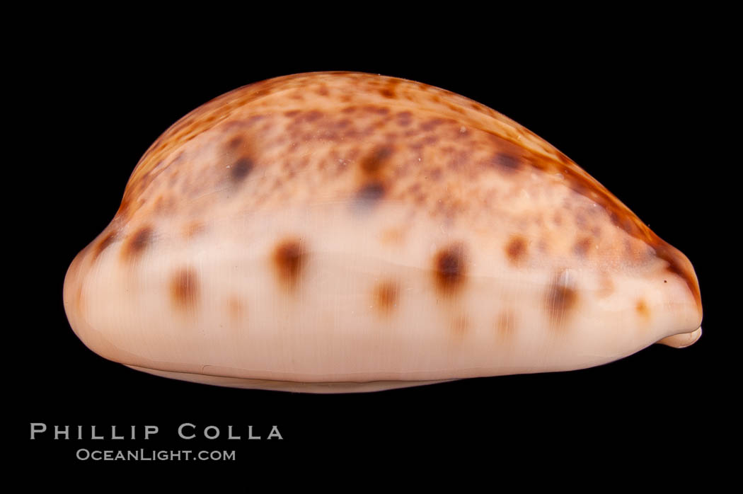 Lynx Cowrie., Cypraea lynx vanelli, natural history stock photograph, photo id 08033