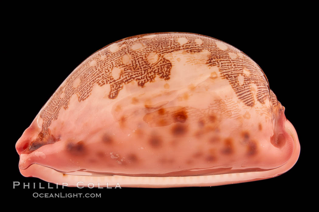 Map Cowrie., Cypraea mappa, natural history stock photograph, photo id 08538