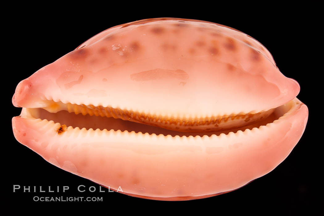 Map Cowrie., Cypraea mappa, natural history stock photograph, photo id 08535