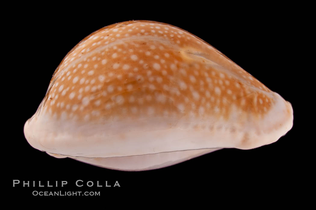 Millet Cowrie., Cypraea miliaris differens, natural history stock photograph, photo id 08375
