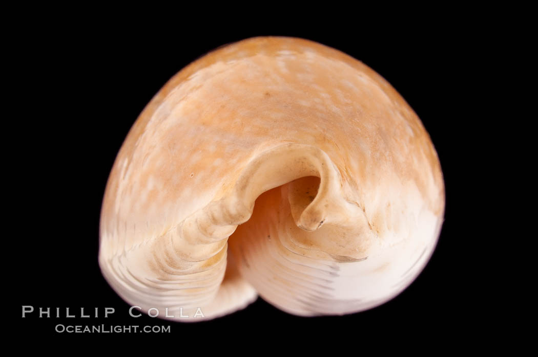 Millet Cowrie., Cypraea miliaris, natural history stock photograph, photo id 08352