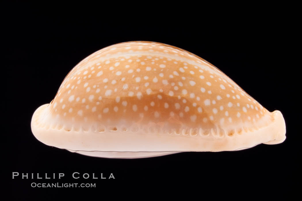 Millet Cowrie., Cypraea miliaris, natural history stock photograph, photo id 08547