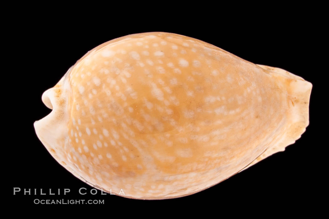 Millet Cowrie., Cypraea miliaris, natural history stock photograph, photo id 08349