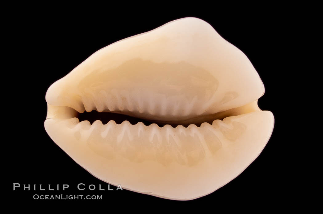 Money Cowrie., Cypraea moneta barthelemyi, natural history stock photograph, photo id 08626