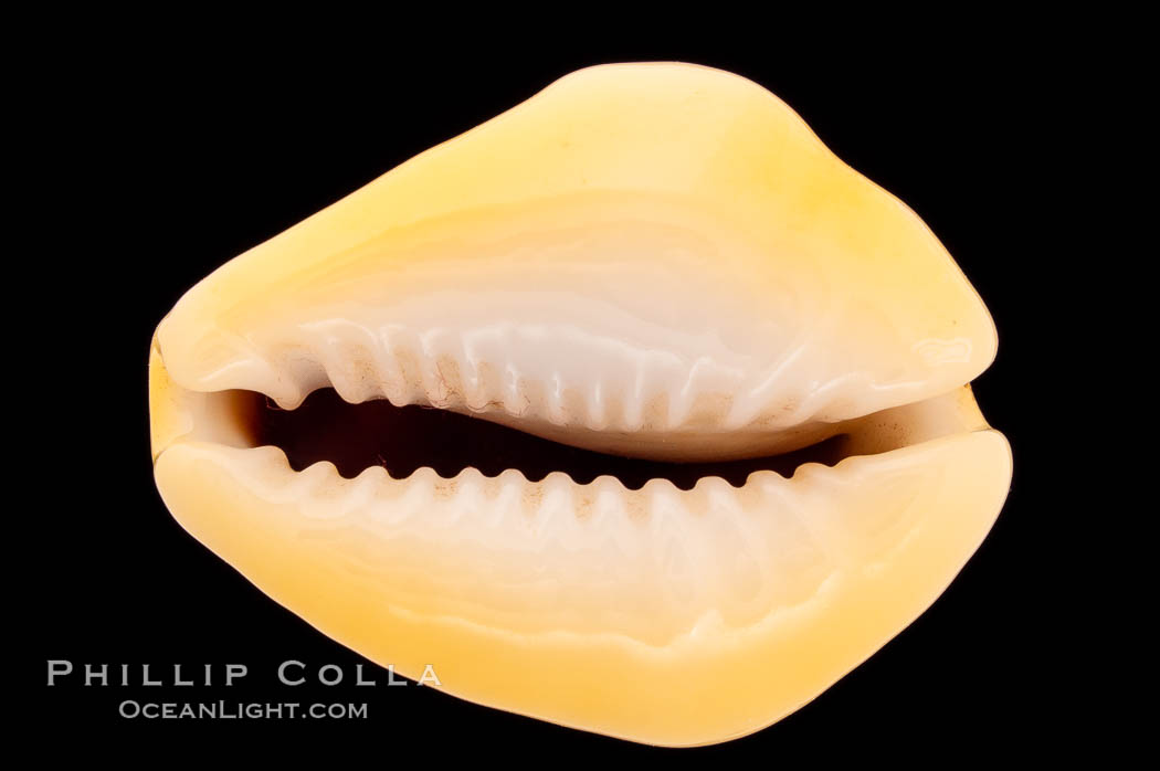 Money Cowrie., Cypraea moneta barthelemyi, natural history stock photograph, photo id 08459