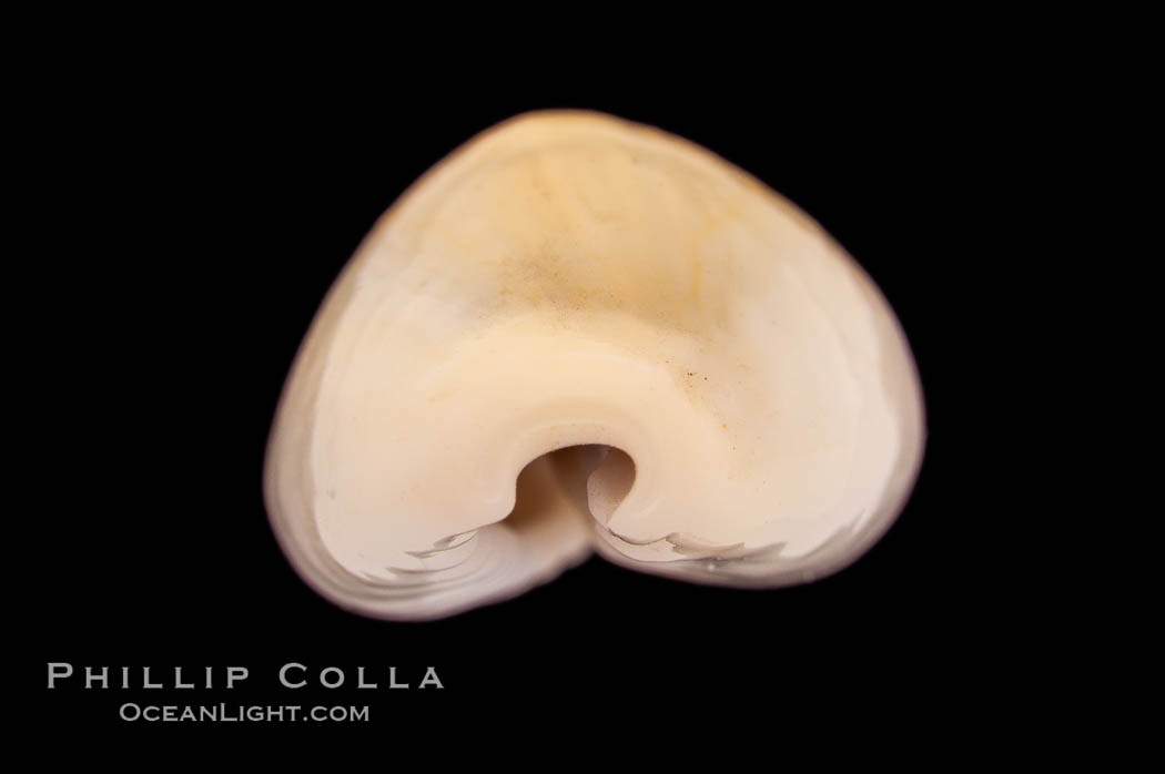 Money Cowrie., Cypraea moneta, natural history stock photograph, photo id 08465